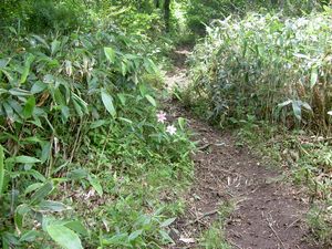 2003_06_29_jippou011.JPG
