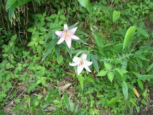 2003_06_29_jippou027.JPG