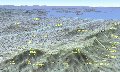 cRcmap